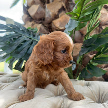 Load image into Gallery viewer, MILLIE - Female Toy Cavoodle - Ready 10th March