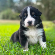 Load image into Gallery viewer, MILLIE - Female Australian Shepherd - Ready Now
