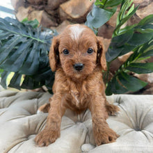 Load image into Gallery viewer, MILLIE - Female Toy Cavoodle - Ready 10th March