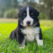 Load image into Gallery viewer, MILLIE - Female Australian Shepherd - Ready Now