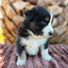 Load image into Gallery viewer, MILLIE - Female Australian Shepherd - Ready Now