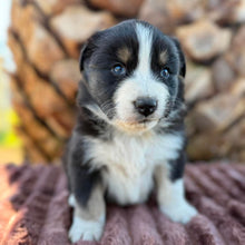 Load image into Gallery viewer, MILLIE - Female Australian Shepherd - Ready Now