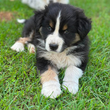 Load image into Gallery viewer, MILLIE - Female Australian Shepherd - Ready Now