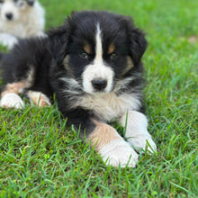 Load image into Gallery viewer, MILLIE - Female Australian Shepherd - Ready Now