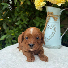 Load image into Gallery viewer, MILLIE - Female Toy Cavoodle - Ready 10th March