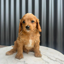 Load image into Gallery viewer, MILO - Male Toy Cavoodle - Ready 10th March