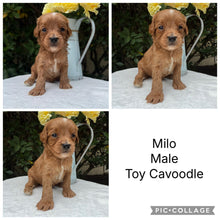 Load image into Gallery viewer, MILO - Male Toy Cavoodle - Ready 10th March