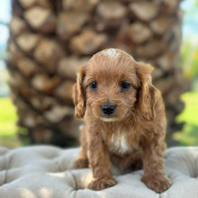 Load image into Gallery viewer, MILO - Male Toy Cavoodle - Ready 10th March