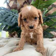 Load image into Gallery viewer, MILO - Male Toy Cavoodle - Ready 10th March
