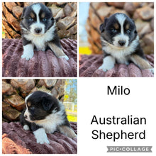 Load image into Gallery viewer, Male &amp; Female - AUSTRALIAN SHEPHERDS - Ready 17th July