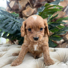 Load image into Gallery viewer, MILO - Male Toy Cavoodle - Ready 10th March