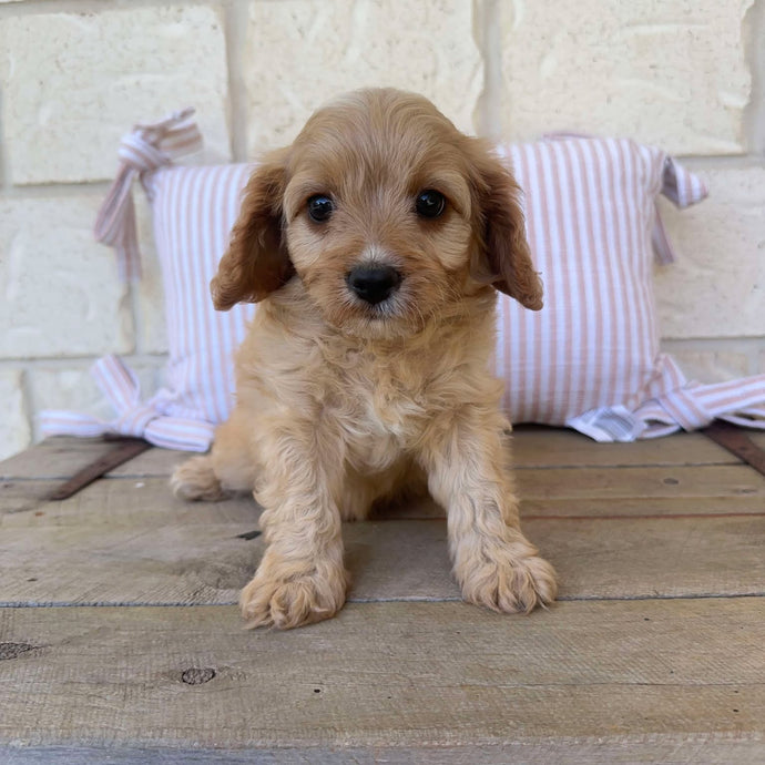 MILO - Male Toy Cavoodle - Ready Now