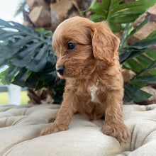 Load image into Gallery viewer, MILO - Male Toy Cavoodle - Ready 10th March