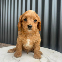 Load image into Gallery viewer, MILO - Male Toy Cavoodle - Ready 10th March