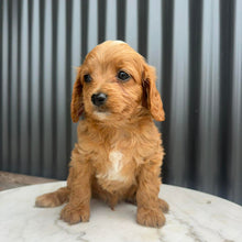 Load image into Gallery viewer, MILO - Male Toy Cavoodle - Ready 10th March