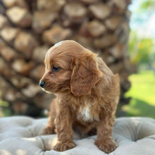 Load image into Gallery viewer, MILO - Male Toy Cavoodle - Ready 10th March