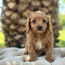 Load image into Gallery viewer, MILO - Male Toy Cavoodle - Ready 10th March