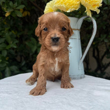 Load image into Gallery viewer, MILO - Male Toy Cavoodle - Ready 10th March