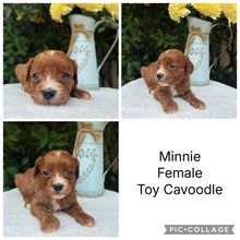 Load image into Gallery viewer, MINNIE - Female Toy Cavoodle - Ready 10th March