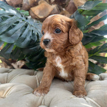 Load image into Gallery viewer, MINNIE - Female Toy Cavoodle - Ready 10th March
