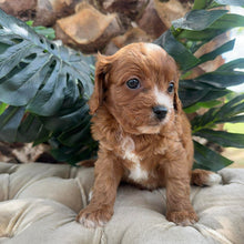 Load image into Gallery viewer, MINNIE - Female Toy Cavoodle - Ready 10th March