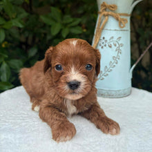 Load image into Gallery viewer, MINNIE - Female Toy Cavoodle - Ready 10th March