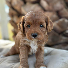 Load image into Gallery viewer, MINTY - Male Mini Cavoodle - Ready 13th May