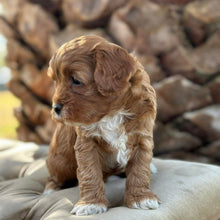 Load image into Gallery viewer, MINTY - Male Mini Cavoodle - Ready 13th May