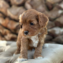 Load image into Gallery viewer, MINTY - Male Mini Cavoodle - Ready 13th May