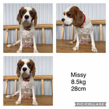 Load image into Gallery viewer, MALCOLM - Male Toy/Mini Cavoodle - Ready Now