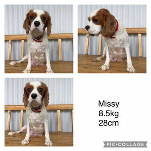MALCOLM - Male Toy/Mini Cavoodle - Ready Now