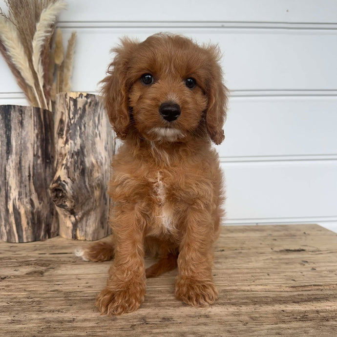 MISTLETOE - Male Toy Cavoodle - Ready Now