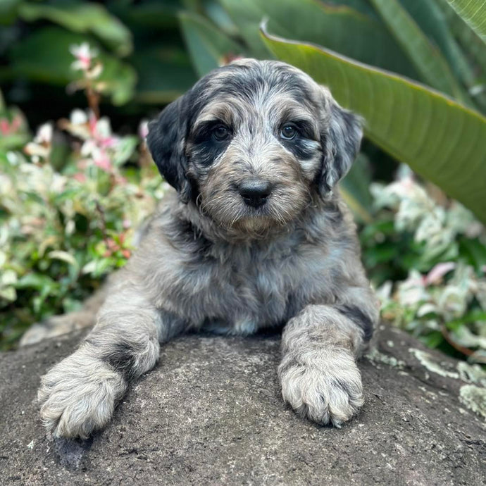 MITCHY - Male Aussie Doodle - Ready 6th March
