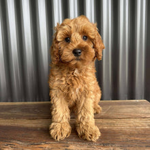 Load image into Gallery viewer, MITCHY - Male Toy Spoodle - Ready Now