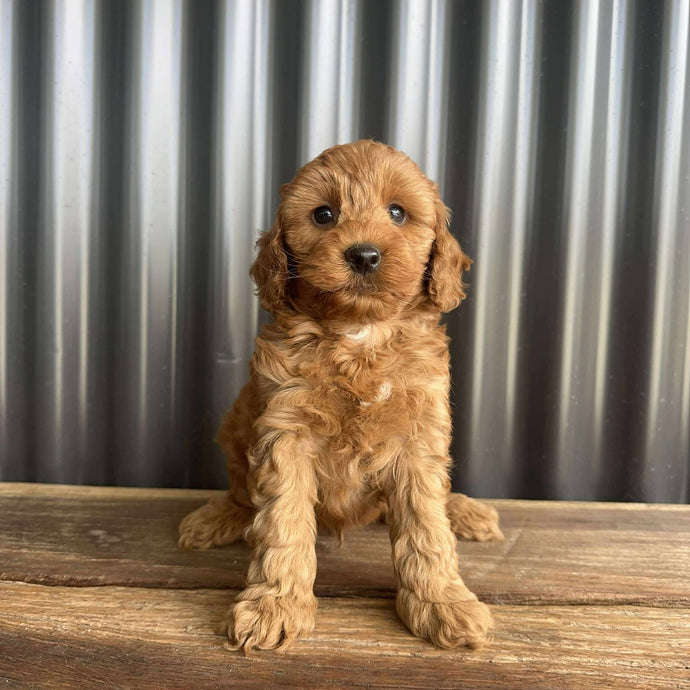 MITCHY - Male Toy Spoodle - Ready 25 Oct
