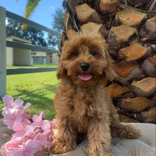 Load image into Gallery viewer, MITCHY - Male Toy Spoodle - Ready Now