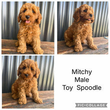 Load image into Gallery viewer, MITCHY - Male Toy Spoodle - Ready Now