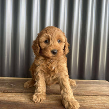 Load image into Gallery viewer, MITCHY - Male Toy Spoodle - Ready 25 Oct
