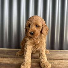 Load image into Gallery viewer, MITCHY - Male Toy Spoodle - Ready 25 Oct