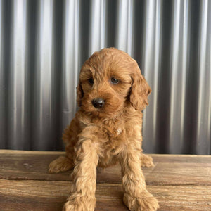 MITCHY - Male Toy Spoodle - Ready 25 Oct