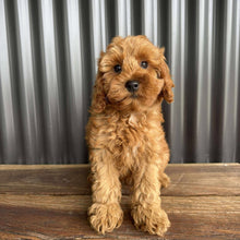 Load image into Gallery viewer, MITCHY - Male Toy Spoodle - Ready Now