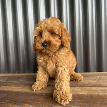 Load image into Gallery viewer, MITCHY - Male Toy Spoodle - Ready Now