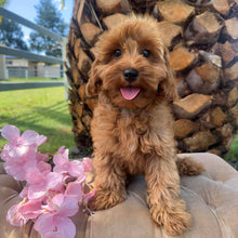 Load image into Gallery viewer, MITCHY - Male Toy Spoodle - Ready Now