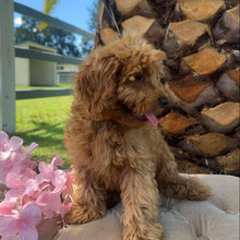 Load image into Gallery viewer, MITCHY - Male Toy Spoodle - Ready Now