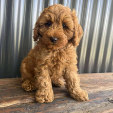 Load image into Gallery viewer, MITCHY - Male Toy Spoodle - Ready Now