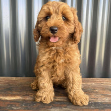 Load image into Gallery viewer, MITCHY - Male Toy Spoodle - Ready Now