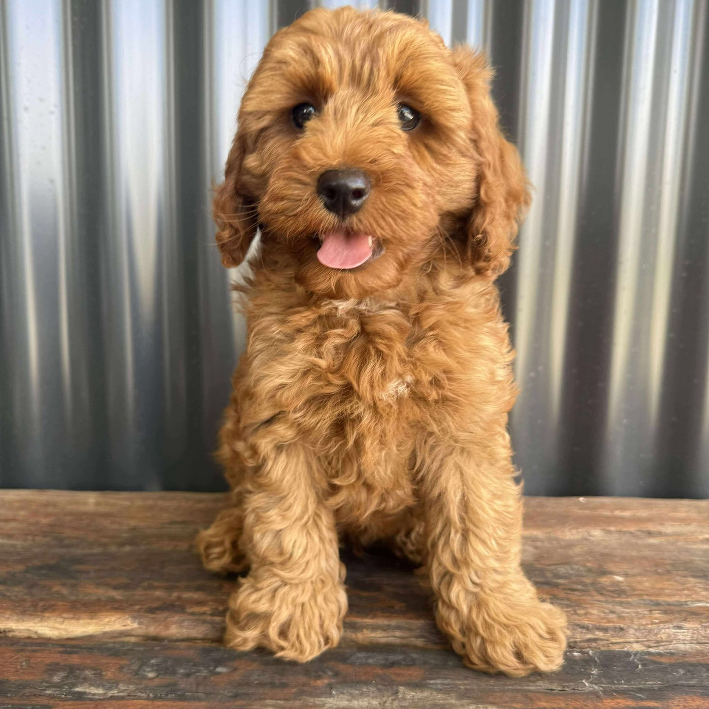 MITCHY - Male Toy Spoodle - Ready Now