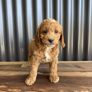 MOANA - Female Toy Spoodle - Ready Now