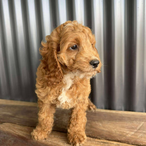 MOANA - Female Toy Spoodle - Ready Now