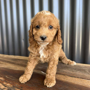 MOANA - Female Toy Spoodle - Ready Now